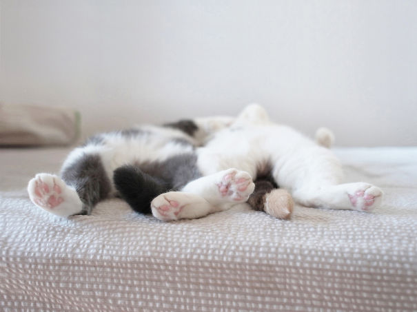 Kittens Who Are Asleep And Hilarious At The Same Time! (1)