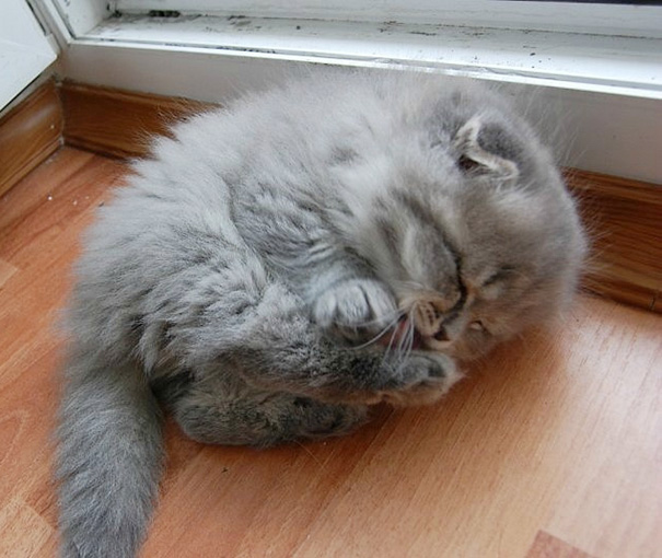 Kittens Who Are Asleep And Hilarious At The Same Time! (5)