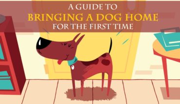 Things To Keep In Mind While Becoming A Pet Parent