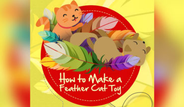 DIY Effective Feather Toy For Your Cat - Infographic