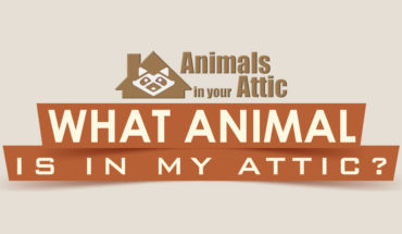Find Out Which Animal Is In Your Attic - Infographic