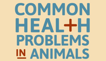 How To Deal With Different Health Problems In Your Pet - Infographic