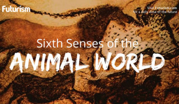 The Sixth Sense In Animals - Infographic
