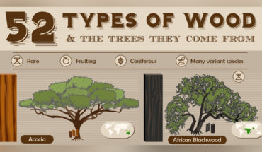 Glossary of Wood Types and the Trees They Originate From - Infographic