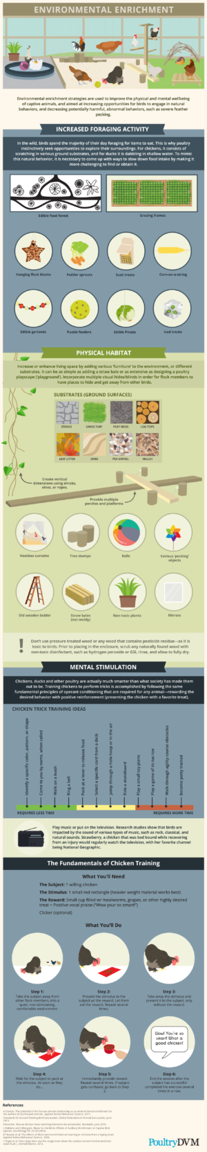 How to Create an Enriched Environment for Captive Birds - Infographic