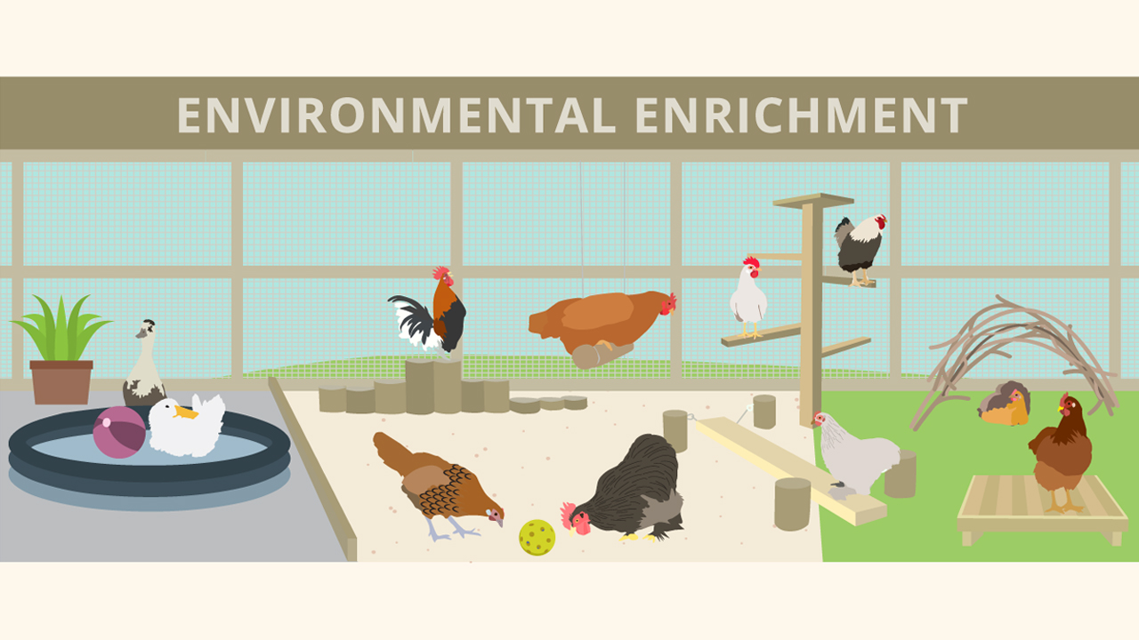 How to Create an Enriched Environment for Captive Birds - Infographic