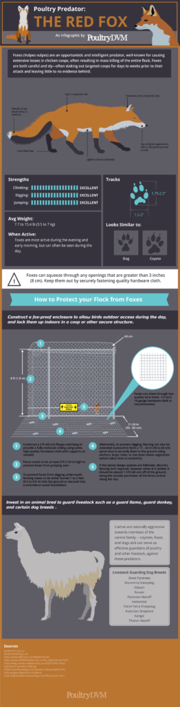 How to Save Your Poultry from the Red Fox - Infographic