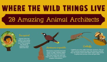 Top 20 Architects from the Animal Species - Infographic
