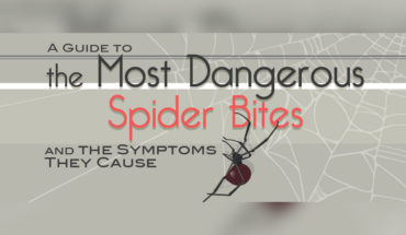How to Recognize Dangerous Spider Bites - Infographic