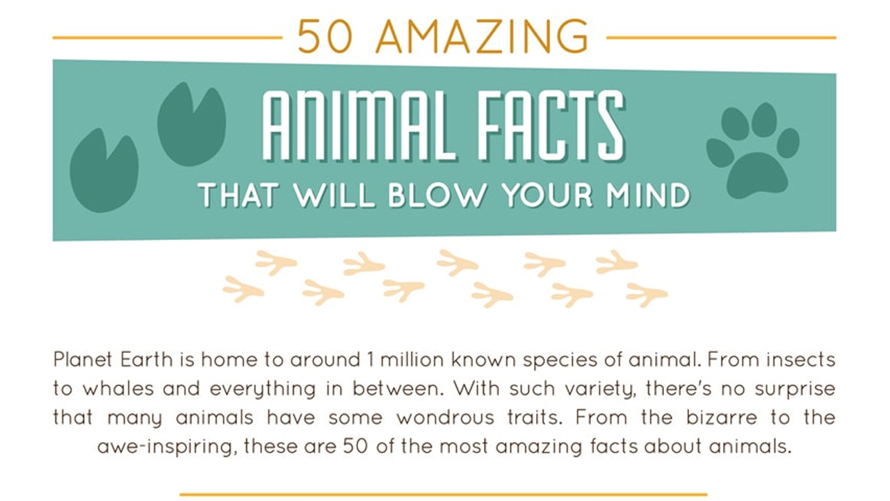 50 Mind-Blowing Facts from the Animal World - Infographic
