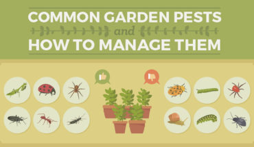 Common Garden Pests: The Problem and the Solution - Infographic