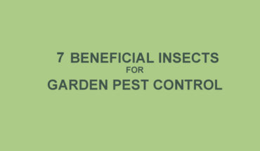 Lasting Garden Pest Control? Let the Insects Stay! - Infographic