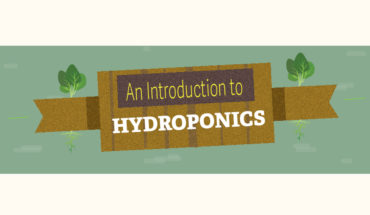 The Ultimate Guide to Hydroponic Gardening - Infographic