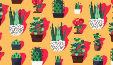 Indoor Succulents: How to Nurture Them - Infographic