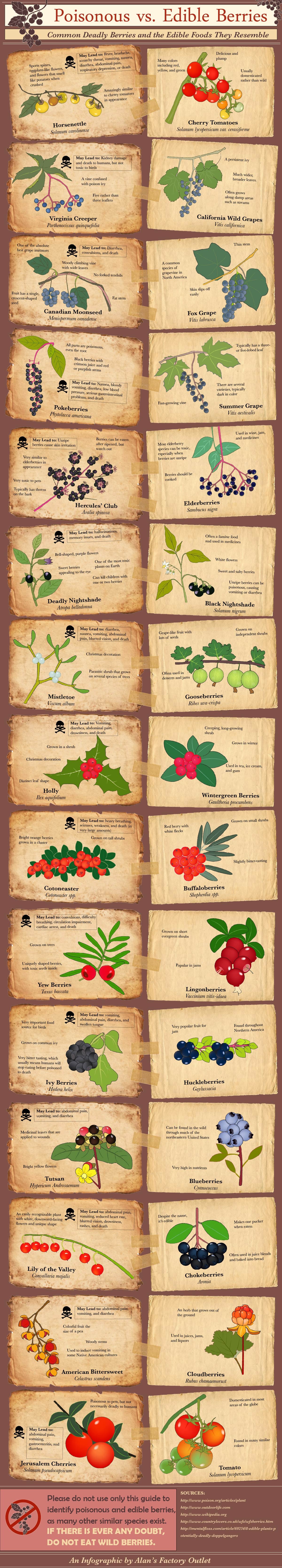 Berries: Edible vs poisonous - Infographic
