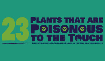 How to Identify and Stay Safe from Contact-Poisonous Plants - Infographic