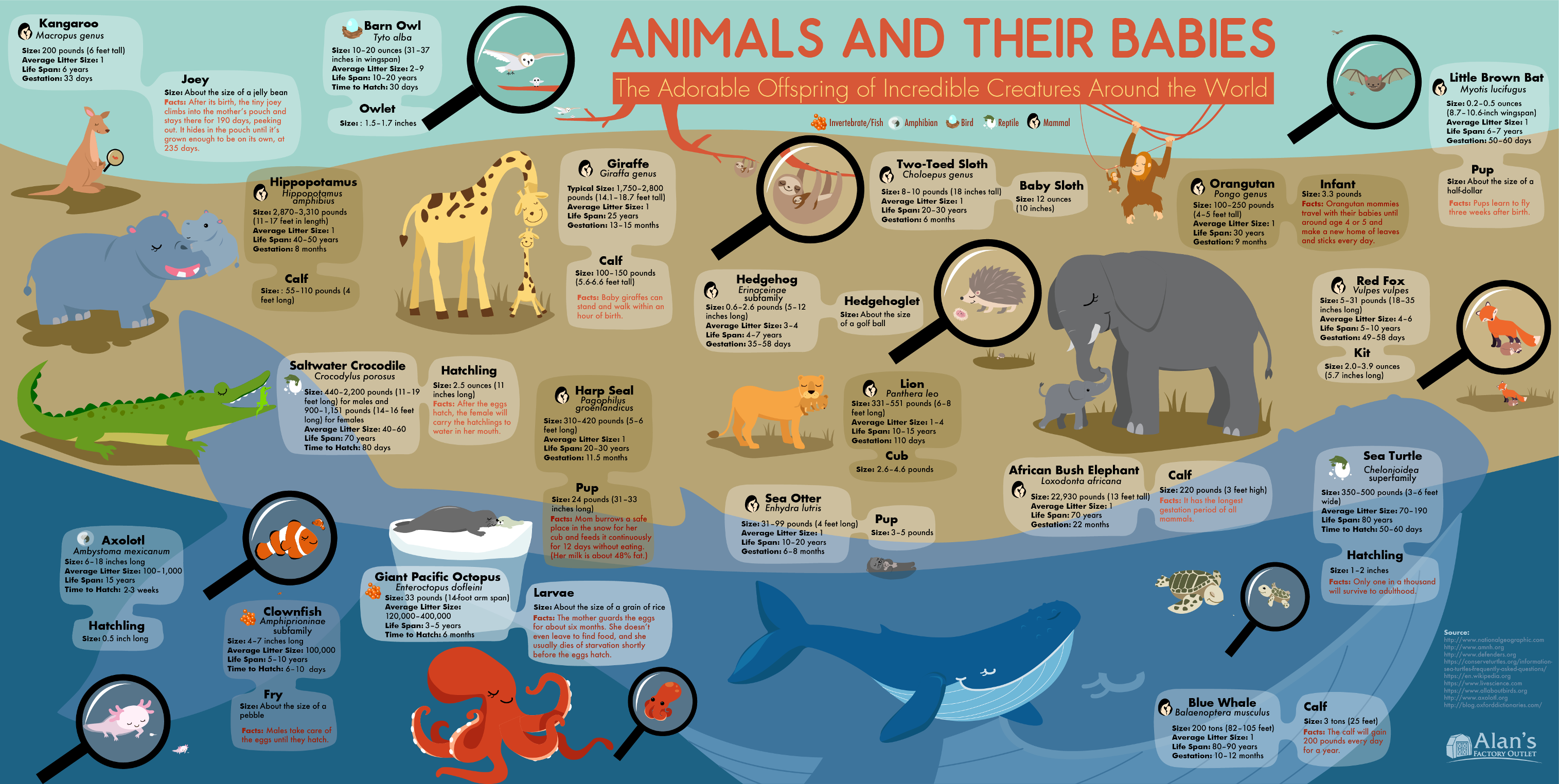 Names Of Animal Babies - Infographic