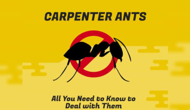 The Blight of Carpenter Ants and How to Get Rid of Them - Infographic