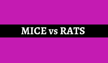 Telling the Difference Between Mice and Rats - Infographic