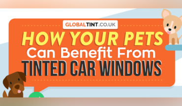 If Your Pet Loves Drives, You Need Car Tints: Here’s Why - Infographic