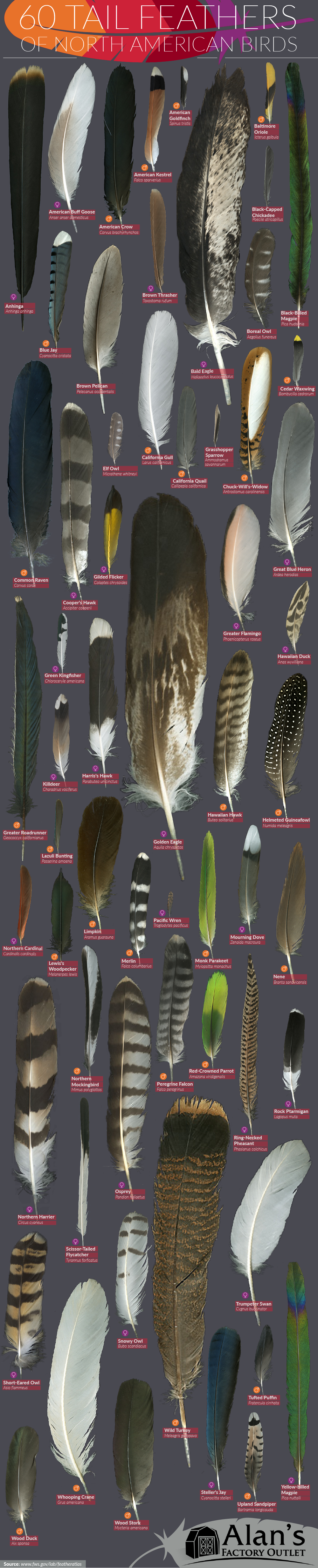 Master Identification Chart of 60 North American Birds’ Feathers - Infographic