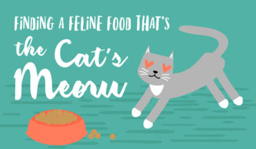 How to Plan a High Nutrition Cat Diet - Infographic