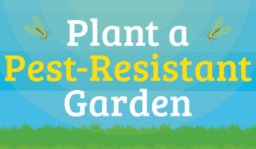 How to Create a Non-Toxic, Pest-Resistant Garden - Infographic