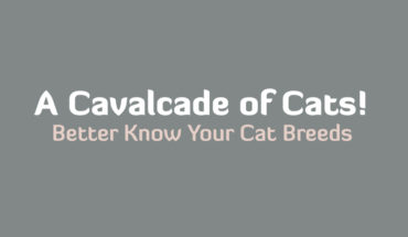 The Cat Brigade: Know Your Cats! - Infographic