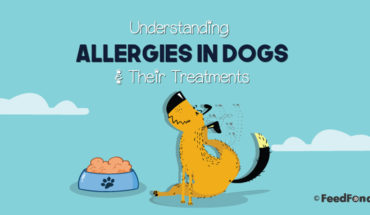 How to Read Your Dogs Allergies and Get the Right Treatment - Infographic