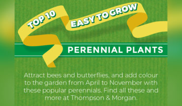 Top of the Perennials: The 10 Best Perennials - Infographic