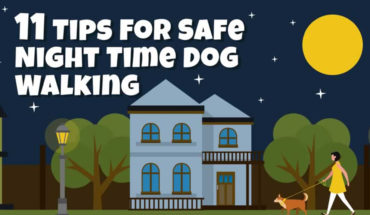 How to Ensure Your Dogs Safety During Night-Time Walks - Infographic