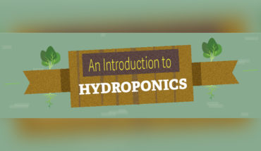 The Incredible Benefits of Hydroponic Gardening - Infographic