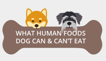 What Human Foods Dog Can & Can't Eat - Infographic