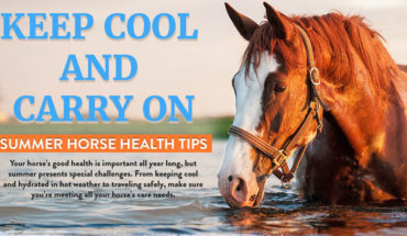 How to Care for Your Horse in the Hot Summer Months - Infographic