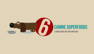 6 Nutrient-Rich Superfoods that Boost Your Dog’s Health - Infographic