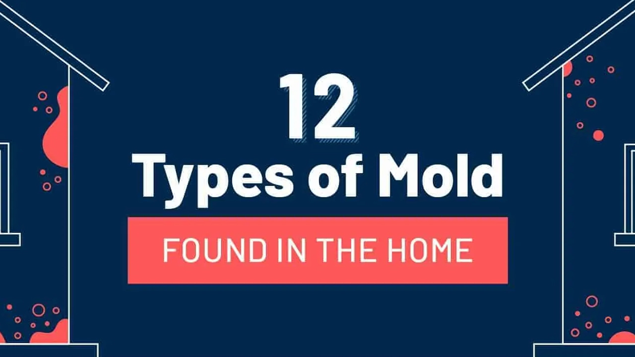 12 Dangerous Molds and How to Protect Your Home Infographic