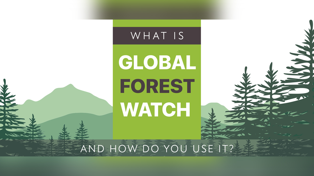 Forest watch indonesia, индонезийская неправительственная организация. Watch club logo. Forest watcher. Глобал форест ватс. Global forest watch.