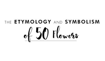 What’s in a Name: Etymology of 50 Flowers - Infographic